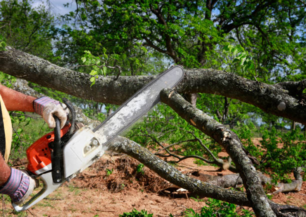 How Our Tree Care Process Works  in  Creve Coeur, IL